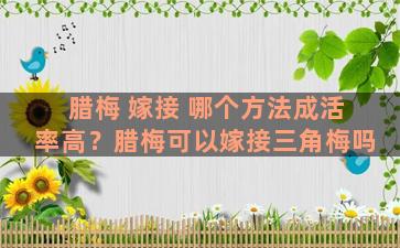 腊梅 嫁接 哪个方法成活率高？腊梅可以嫁接三角梅吗